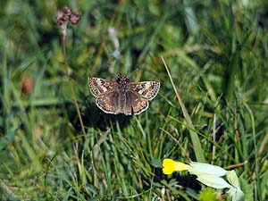 dingy Skipper